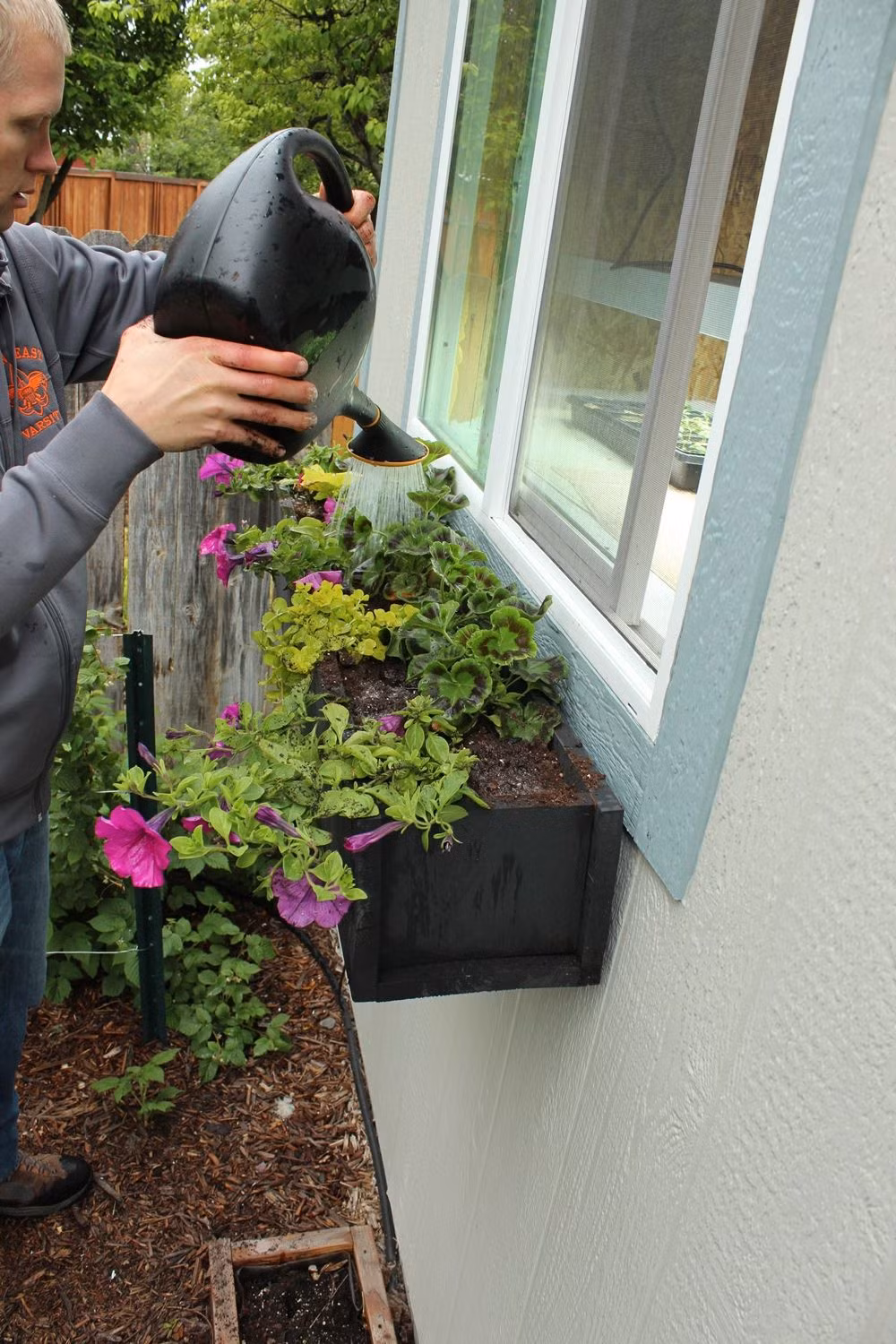 Công việc bây giờ của bạn là hàng ngày tưới tắn để chậu hoa nhanh phát triển và khoe sắc.