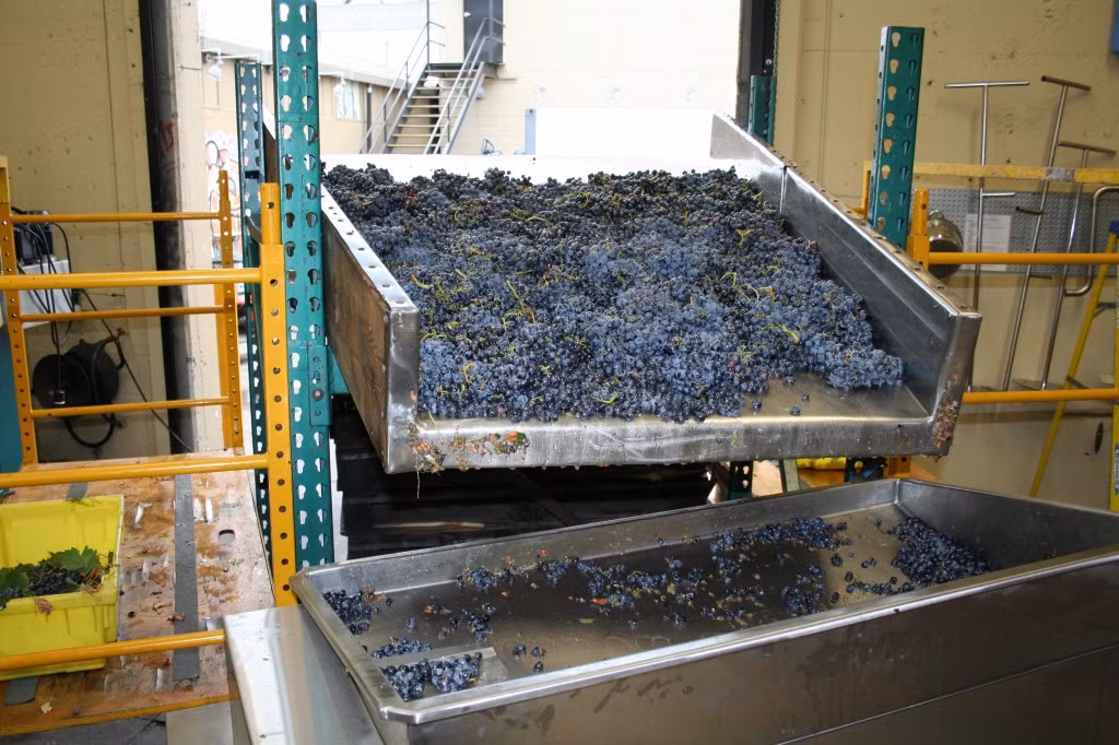 Những chùm nho chín đã được đưa về tới nhà máy sản xuất.