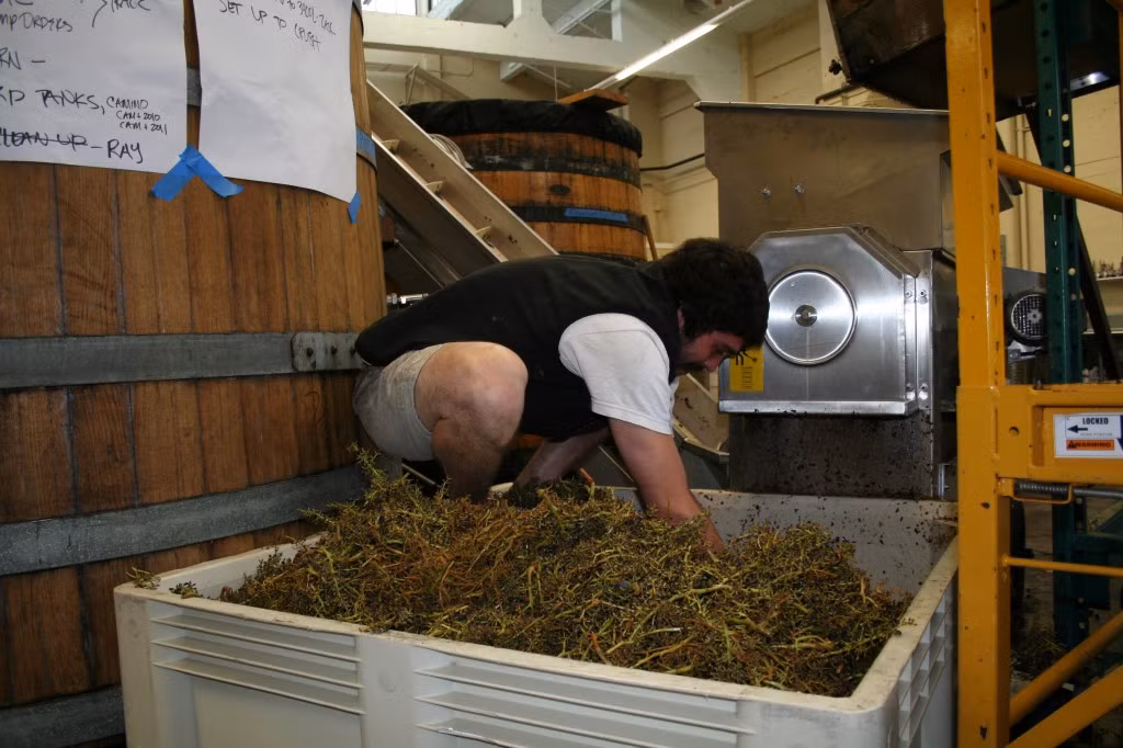 Sau đó, nho được đưa vào máy vặt bỏ cuống của từng chùm.