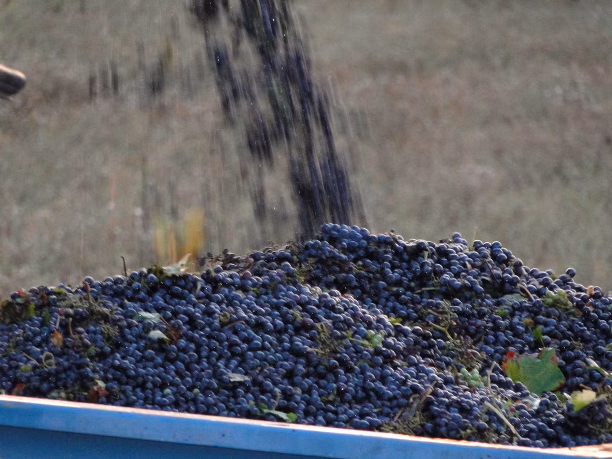 Tại những vùng khí hậu nóng, nơi mà phải ưu tiên thu hoạch một cách nhanh chóng hoặc vào thời điểm mát của buổi chiều tối, người ta thường sử dụng máy móc để thu hoạch nho nhanh hơn.