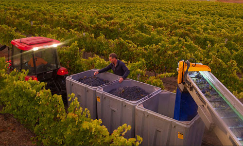 Những thùng nho chín được thu hoạch bằng máy chuẩn bị được vận chuyển về nhà máy sản xuất rượu vang.
