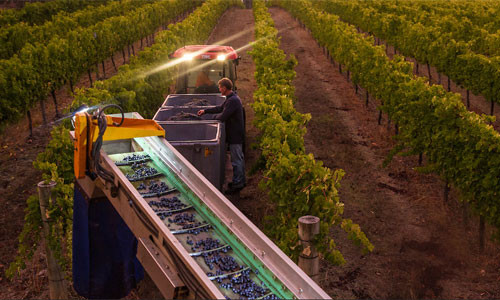 Ngoài những ưu điểm, việc thu hoạch nho bằng máy móc cũng có một số nhược điểm như nhiều máy thu hoạch không thể phân biệt giữa nho chín với nho xanh hay nho bị thối nên sau đó phải được tuyển chọn tại cơ sở sản xuất rượu vang. Một nhược điểm nữa là khả năng làm hư hại vỏ nho, gây nguy cơ oxy hóa và mất mát một số các chất thơm trong rượu vang.