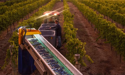 Ngoài những ưu điểm, việc thu hoạch nho bằng máy móc cũng có một số nhược điểm như nhiều máy thu hoạch không thể phân biệt giữa nho chín với nho xanh hay nho bị thối nên sau đó phải được tuyển chọn tại cơ sở sản xuất rượu vang. Một nhược điểm nữa là khả năng làm hư hại vỏ nho, gây nguy cơ oxy hóa và mất mát một số các chất thơm trong rượu vang.