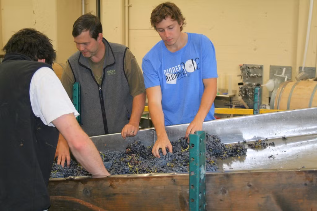 Các công nhân nhặt bỏ những chiếc lá lẫn vào quả nho.