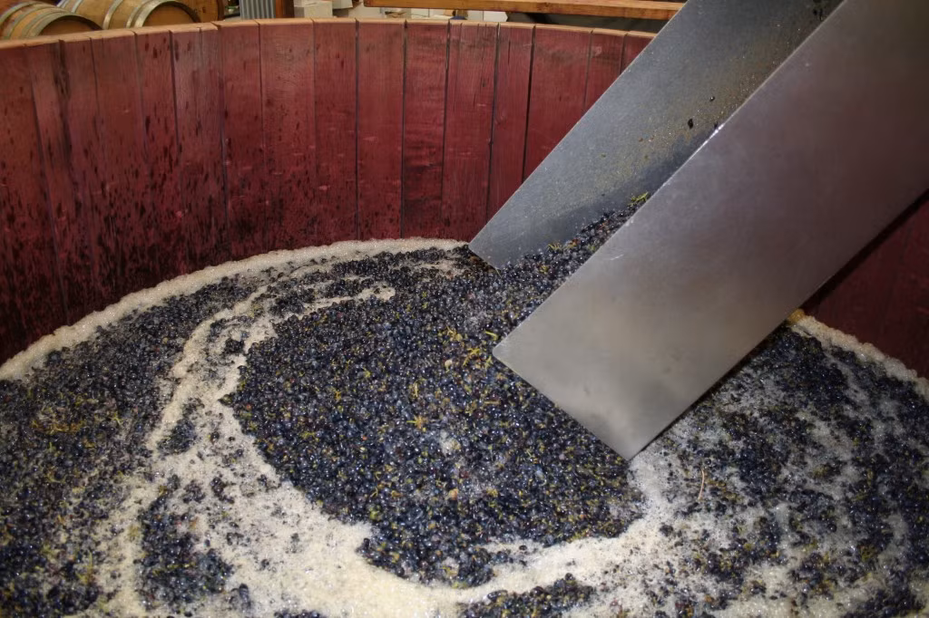 Còn những quả nho sẽ được đưa vào thùng để ủ lên men.