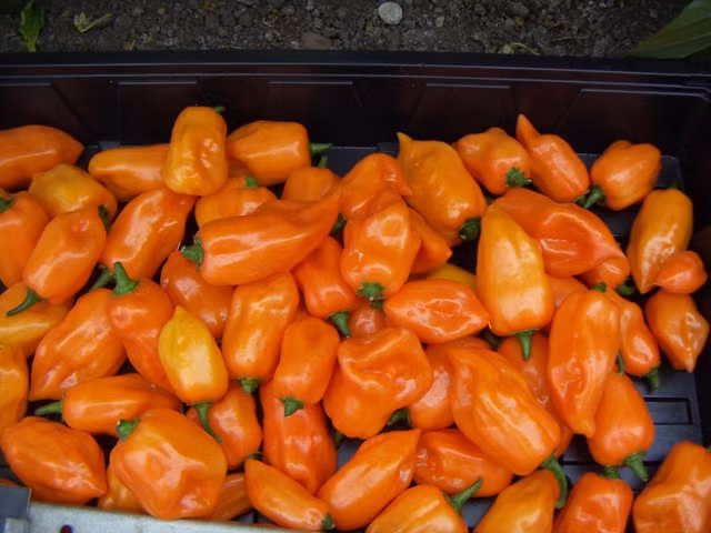 Chính vì độ cay khủng khiếp mà khi chế biến ớt habanero người ta phải đeo khẩu trang.