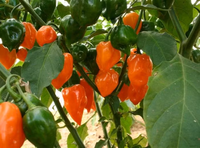 Ớt habanero cho năng suất cao và dễ bán trên thị trường nên được các chủ vườn trồng nhiều.