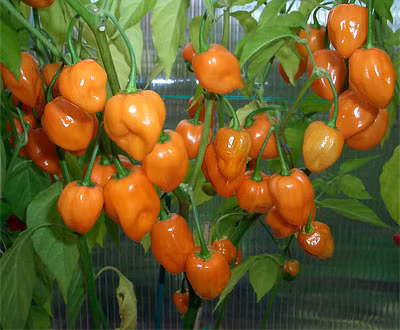 Không chỉ được trồng phổ biến ở Mexico, giống ớt cay habanero còn mọc ở các vùng có khí hậu nóng khác như Costa Rica, một số vùng ở Mỹ và ở Panama.