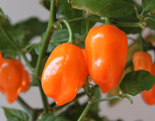 Độ cay của ớt habanero đo được vào khoảng 80.000 - 600.000 đơn vị Scoville, là một trong loại ớt cay nhất.
