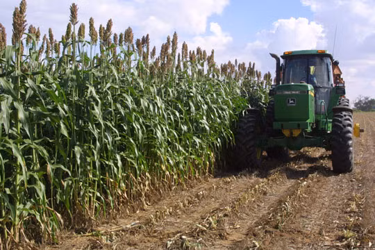 Siêu cao lương thuộc họ lúa, có sinh khối lớn, có chiều cao từ 5m, khả năng tái sinh nhanh, thích ứng rộng và có thể gieo trồng trên nhiều loại đất.