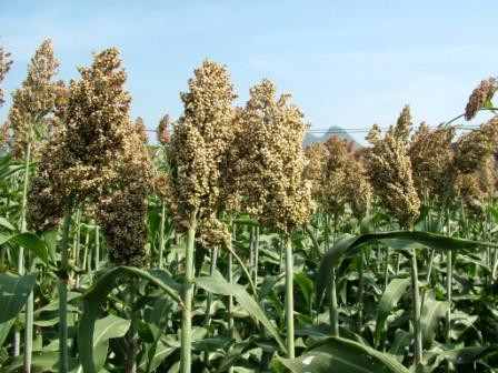 Các khảo nghiệm quy mô nhỏ ở Việt Nam cho thấy siêu cao lương cho năng suất cao và phát triển tốt ngay cả ở những khu vực có thời tiết khắc nghiệt.