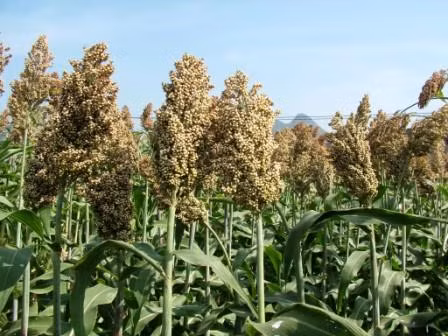 Các khảo nghiệm quy mô nhỏ ở Việt Nam cho thấy siêu cao lương cho năng suất cao và phát triển tốt ngay cả ở những khu vực có thời tiết khắc nghiệt.