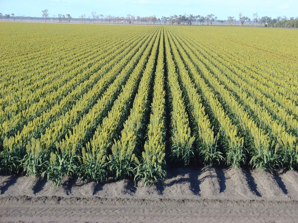 Theo dự án, công ty Sol Holding sẽ hợp tác với nông dân theo hướng cung cấp hạt giống, hướng dẫn kỹ thuật, bao tiêu toàn bộ sản phẩm và không qua khâu trung gian.