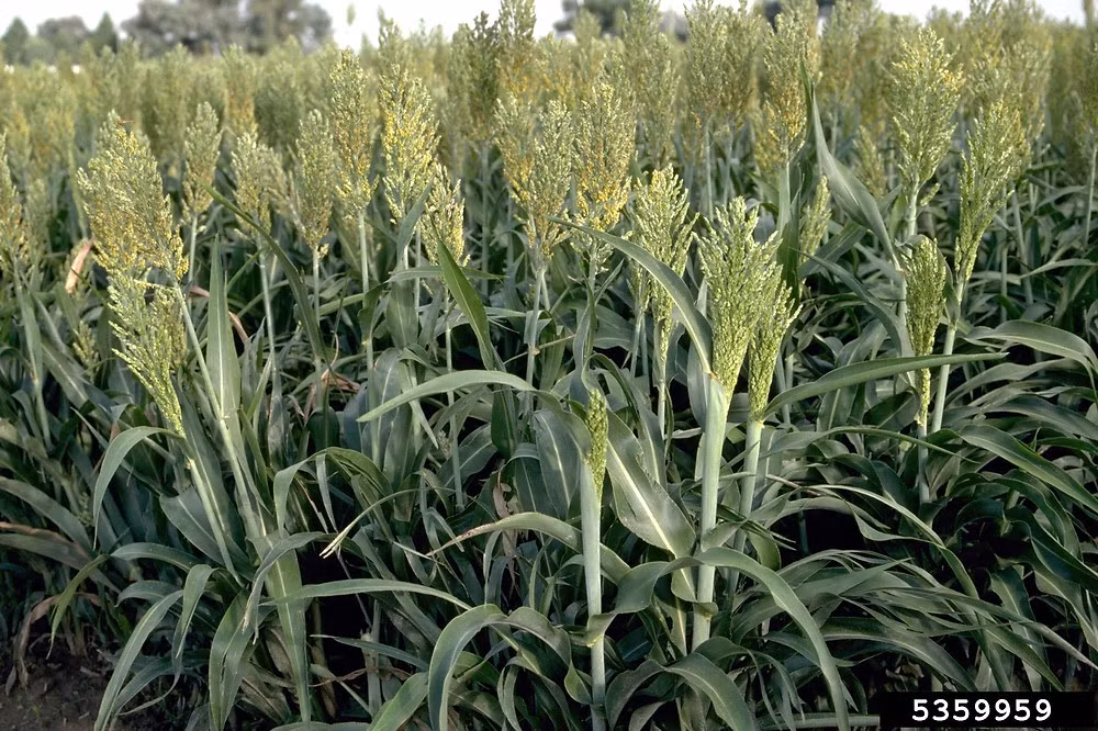 Song song với việc cung ứng giống cho nông dân, công ty cũng sẽ đầu tư nhà máy chế biến thức ăn chăn nuôi và viên nén sinh học, đồng thời đề xuất với Chính phủ Việt Nam cho xây dựng nhà máy chế biến xăng sinh học.