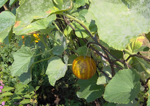 Dưa Tigger cho thu hoạch trong khoảng 85 ngày sau khi gieo hạt.