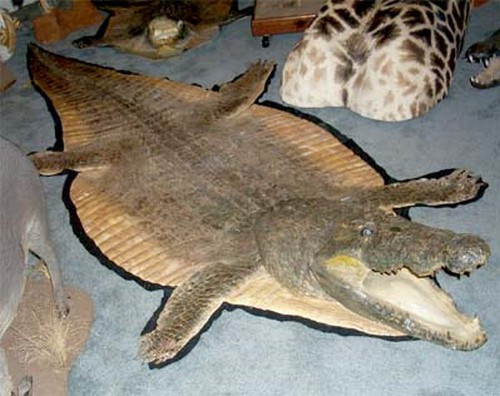 Liệu bạn có đủ can đảm bước lên chiếc thảm cá sấu này?