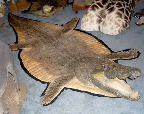 Liệu bạn có đủ can đảm bước lên chiếc thảm cá sấu này?