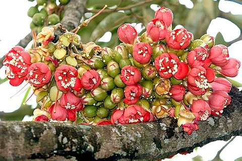 Những bông hoa của cây sầu riêng ruột đỏ.