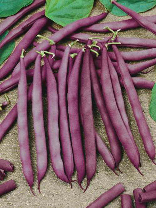 Những quả đỗ đỏ màu sắc bắt mắt.