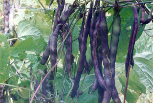 Thế nhưng giống này lại có thời gian sinh trưởng và cho thu hoạch lâu hơn tới 8 ngày (tức 68 ngày).