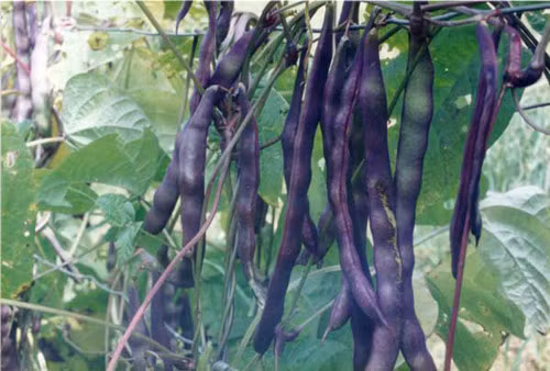 Thế nhưng giống này lại có thời gian sinh trưởng và cho thu hoạch lâu hơn tới 8 ngày (tức 68 ngày).