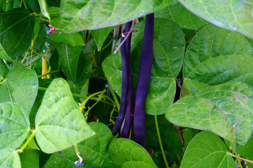 So với giống đỗ cô ve đỏ, giống này có giá rẻ hơn nhiều, 84.000 đồng/túi (100 hạt giống).