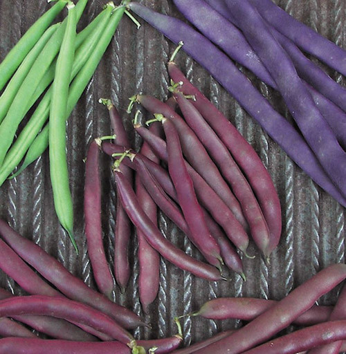 Ngoài giống đỗ tím, trang rao bán trên còn rao bán loại đỗ cô ve tím.