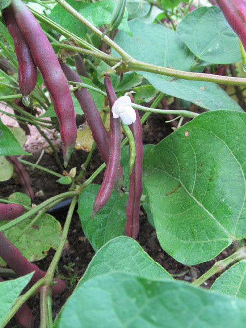 Cũng theo giới thiệu của trang web, giống đỗ này cần 60 ngày để sinh trưởng và cho thu hoạch.