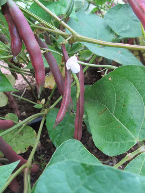 Cũng theo giới thiệu của trang web, giống đỗ này cần 60 ngày để sinh trưởng và cho thu hoạch.