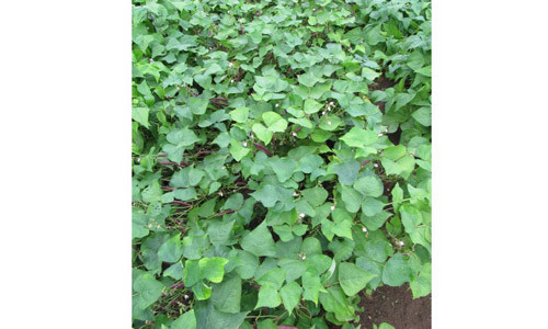 Trên trang rao bán trực tuyến của Mỹ, giống đỗ này được rao với giá 105.000 đồng/túi (50 hạt).