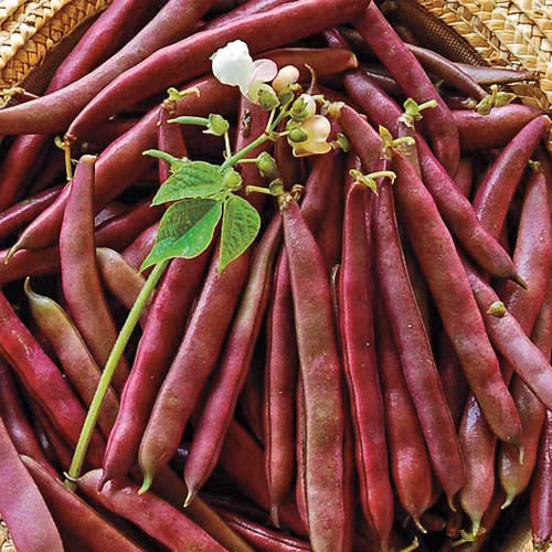 Tan muc dau co ve do, tim sot xinh xich