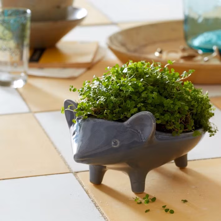 Chậu hoa hình con chuột mũm mĩm.