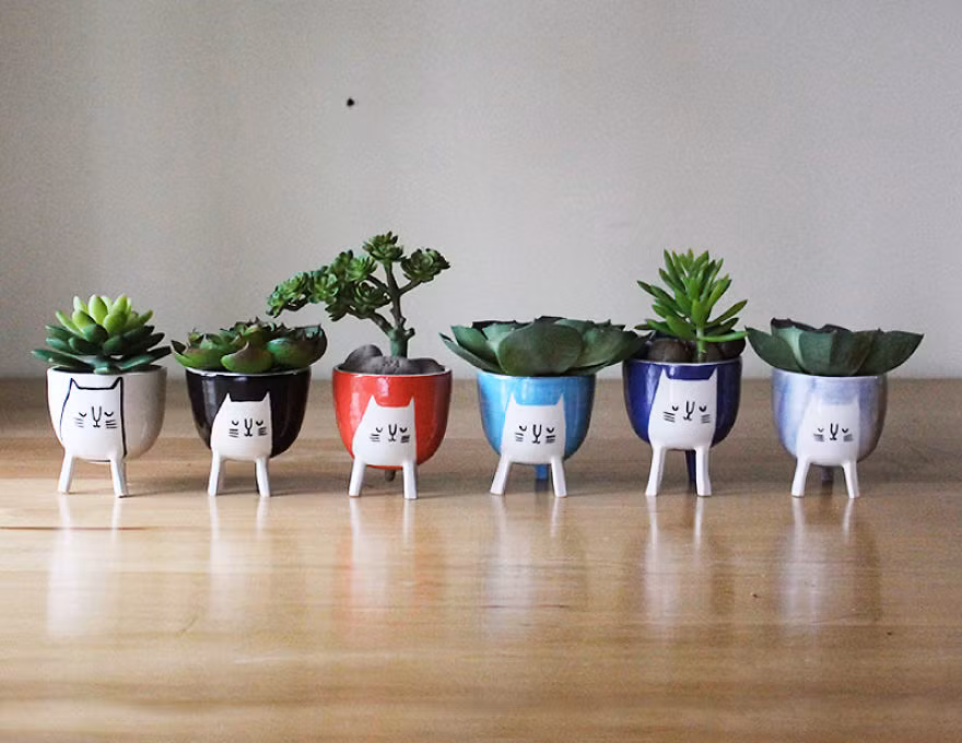 Có một loạt các chậu hoa màu sắc rực rỡ cho bạn lựa chọn.