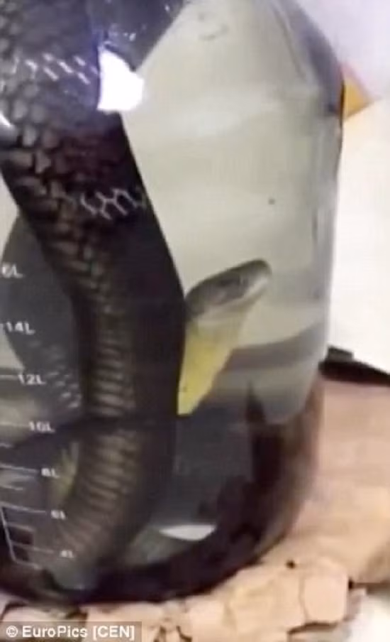 Con rắn nằm gọn trong bình rượu. Những bọt bong bóng nổi lên từ miệng của nó và trong một nỗ lực cuối cùng để bám víu cuộc sống, nó đẩy đầu lên phía trên miệng bình và tìm kiếm chút không khí.