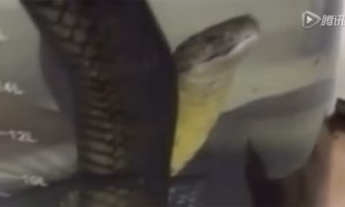 Việc ngâm rượu rắn ở Trung Quốc đã có truyền thống ít nhất 2700 năm. Các bác sĩ trong ngành y học cổ truyền Trung Quốc coi rượu ngâm rắn hổ mang là một phương thuốc chữa bệnh hiệu quả từ các bệnh như cận thị đến bệnh rụng tóc. Thậm chí, nó còn được cho là “thần dược” giúp tăng cường sinh lực cho nam giới.