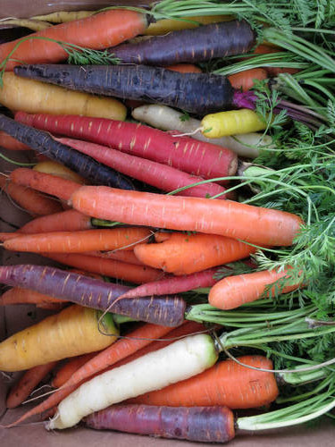 Trên trang rao bán trực tuyến Amazon, một túi hạt giống cà rốt cầu vồng (350 hạt) có giá 3,99 USD (tương đương khoảng 85.000 đồng). 