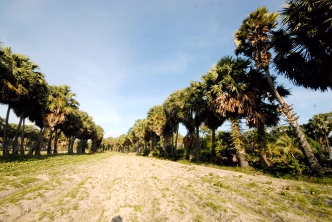 Cây thốt nốt Bảy Núi được trồng nhiều nhất ở hai huyện miền núi Tri Tôn và Tịnh Biên của tỉnh An Giang. Đây cũng là nơi đã xây dựng nên thương hiệu đường thốt nốt nổi tiếng cả nước.