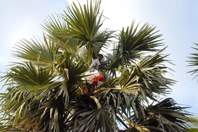 Cây thốt nốt thích hợp với đất pha cát vùng Bảy Núi, An Giang. Loại cây này trồng ít nhất 20 năm mới cho trái và có thể khai thác nước từ cuống hoa.