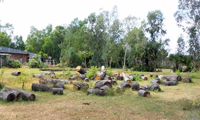 Ngoài bán nguyên cây còn lá, rễ, một số hộ còn cưa từng khúc cây ra để bán gỗ, với giá chỉ bằng một phần tự so với bán cả cây tươi.