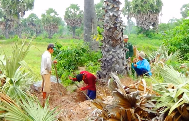 Những rừng thốt nốt ở đây có tuổi đời hàng chục năm và đang cho thu hoạch nước đường. Song những ngày qua, nông dân Bảy Núi bỗng rủ nhau đào gốc cây này bán cho thương lái Trung Quốc. Theo thông tin từ một số thương lái, thốt nốt được bán sang Trung Quốc để trồng làm kiểng.