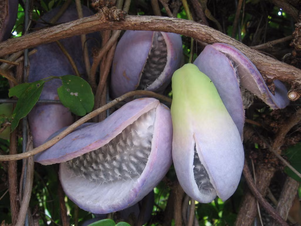 Khi chín, quả Akebi tự nẻ bung ra ngay trên cành.