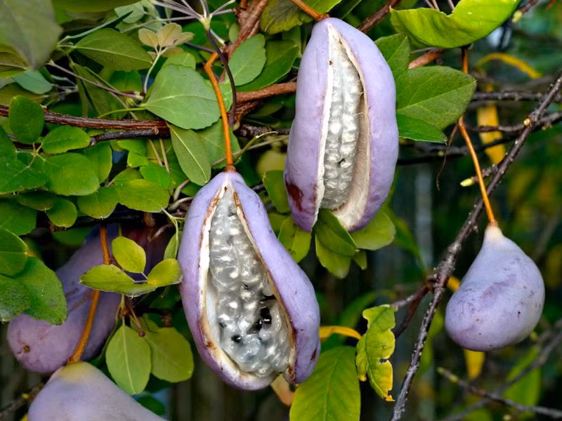 Trước đây, quả Akebi chỉ là loại trái cây hoang dã nhưng ngày nay, nó đã được quan tâm nhiều hơn và bắt đầu được đưa vào trồng trọt 20 năm trở lại đây và chủ yếu trồng nhiều ở quận Yamagata thuộc Tohoku, Nhật Bản.
