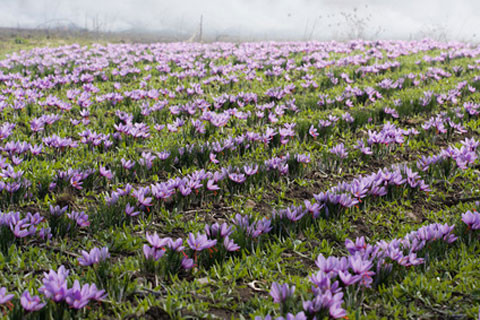 Việc thu hoạch nhụy hoa nghệ tây rất kỳ công phải thu hoạch khi có ánh mặt trời. Người ta phải hái hoa bằng tay thật nhẹ rồi ngắt nhụy hoa có hình dạng giống như sợi dây.