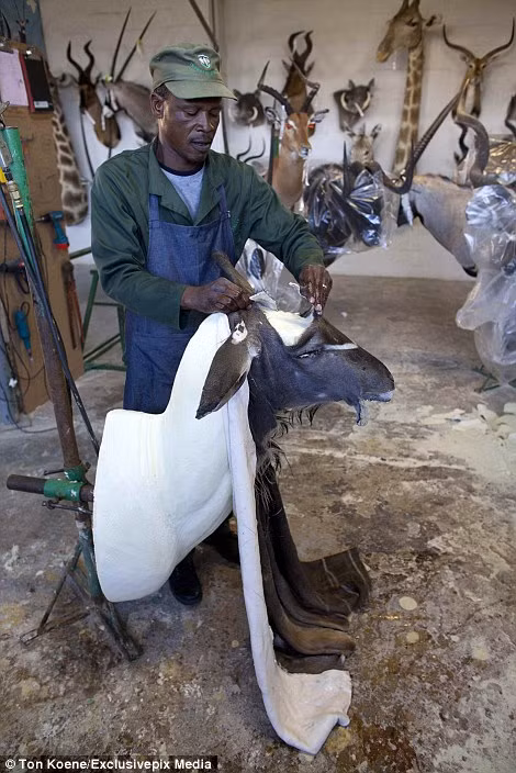 Công nhân ở xưởng Louw Mel đang cố gắng phú lớp da động vật lên mô hình đầu thú.