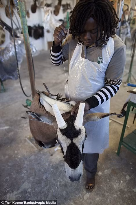 Sau khi bọc lớp da thú bên ngoài khuôn mẫu, người thợ phải khéo léo khâu lớp da lại.