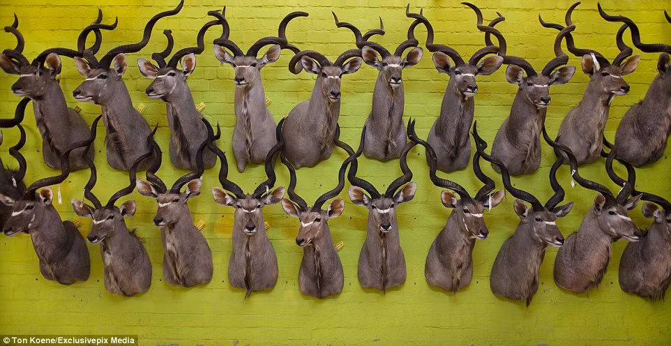 Sau khi nhồi lớp da bên ngoài những mô hình bằng thạch cao, đây là những chiếc đầu linh dương treo tường thành phẩm.