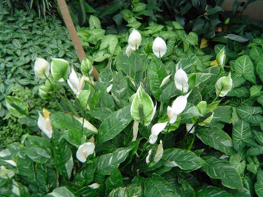 9. Lan ý có tên khoa học là Spathiphyllum wallisii: Loài cây cảnh này còn được gọi là bạch môn, vỹ hoa trắng hay huệ hòa bình vì đặc điểm hoa của cây màu trắng tinh khôi. Loài Lan ý không cần chăm sóc quá nhiều và nó dễ dàng phát triển ngay cả trong ánh sáng yếu hay độ ẩm thấp.