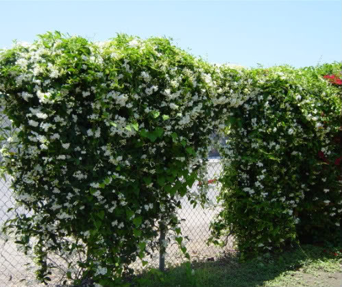 7. Cây hoa Bông tai (tên khoa học là Stephanotis Floribunda). Ngoài được chọn phổ biến trong trang trí đám cưới, loài hoa bông tai còn được trồng nhiều trên vườn tường bởi nó có một hương thơm dễ chịu và khá dễ thích nghi với các điều kiện môi trường.