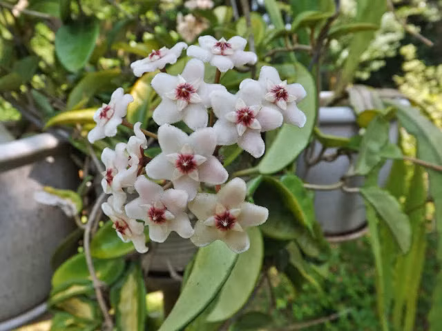 6. Cây hoa lan Cẩm Cù (tên khoa học là Hoya carnosa): Đây là loại cây dễ trồng, dễ ra hoa, mỗi loại cây có mùi thơm khác nhau. Vì cây có rễ gió, nên khi không có thời gian tưới nước, bạn có thể tưới phân, cây vẫn phát triển tốt. Loài cây này là một sự lựa chọn tuyệt vời cho một khu vườn tường xinh xắn.