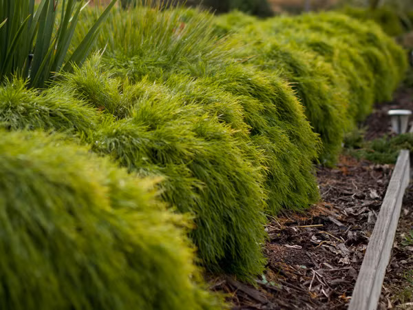 3. Loài keo cảnh có tên khoa học là Acacia cognata: Loài keo cảnh này sẽ mang đến một sức hấp dẫn riêng biệt cho bức tường nhà bạn. Đây là một loài cây ưa sáng, chịu hạn tốt, phát triển trên nhiều loại đất, sinh trưởng nhanh.